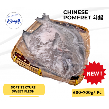 Chinese Pomfret 斗鲳 600-700GM